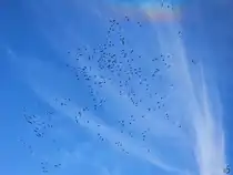 Eine Vielzahl von Kranichen waren Ende Oktober 2024 �ber Hattingen zu sehen.