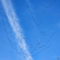 So langsam haben die Kraniche die Abflugformation eingenommen. (Hattingen, Oktober 2024)