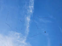 Die Lautstrke der Kraniche schreckt eine Taube auf. (Hattingen, Oktober 2024)