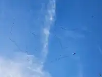 Die Lautst�rke der Kraniche schreckt eine Taube auf. (Hattingen, Oktober 2024)