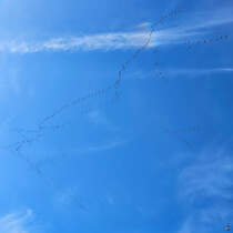 Die Formation der Kraniche ldt zum Bilderraten ein. (Hattingen, Oktober 2024)