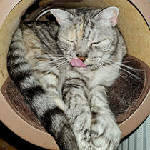 Unserer Maine-Coon/BKH-Katze Nala hat sich ein warmes und ruhiges Pltzchen gesucht. (Hattingen, September 2024)