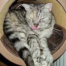 Unserer Maine-Coon/BKH-Katze Nala hat sich ein warmes und ruhiges Pl�tzchen gesucht. (Hattingen, September 2024)