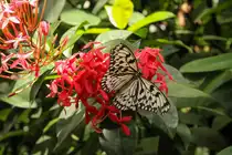 Wei�e Baumnymphe auf der Blumeninsel Mainau (23.08.2023)