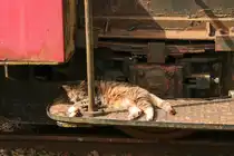 Wer im Dampflokmuseum Hermeskeil zu Besuch ist, wird mit Sicherheit die ein oder andere Katze zu Gesicht zu bekommen. Hier ruht sich eine Katze auf einer K�f II Kleinlokomotive aus. Um die Katze bei ihrem Nickerchen nicht zu St�ren w�rde etwas Abstand gehalten. (07.04.2024)