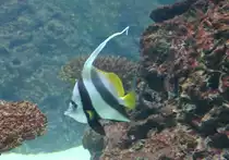 Gemeiner Wimpelfisch (Heniochus acuminatus) am 12.12.2009 im Aquarium des Berliner Zoos.