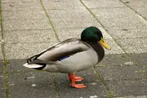 Eine Ente am Saarufer in V�lklingen (03.11.2024)
