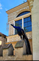 Einer von vielen Pfauen (Pavo cristatus) wacht am Gotischen Haus ber die Gartenanlagen des Wrlitzer Parks.

🕓 20.7.2024 | 16:23 Uhr