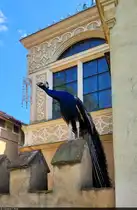 Einer von vielen Pfauen (Pavo cristatus) wacht am Gotischen Haus �ber die Gartenanlagen des W�rlitzer Parks.

🕓 20.7.2024 | 16:23 Uhr