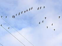 Diedersdorf am 27. Oktober 2024, Wildgnse bei Wechseln der Futterpltze.