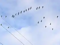 Diedersdorf am 27. Oktober 2024, Wildg�nse bei Wechseln der Futterpl�tze.