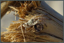 Eine Wolfspinne lauert auf einem Holzpfahl am Ostseestrand bei Nida. (27.08.2024)