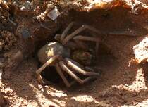 In der Wste Namibias habe ich diese Spinne gesehen. 
Kenne den Namen nicht.