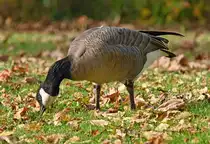 Kanadagans im Freizeitpark Rheinbach - 25.10.2024