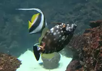 Wei�flecken-Feilenfisch (Cantherhines macrocerus) am 12.12.2009 im Aquarium des Berliner Zoos.
	