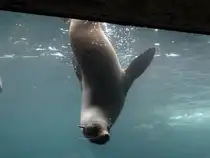 Seeb�r - Zoo am Meer 10.08.2019  - Bremerhaven
Kann man stundenlang zusehen ;-)