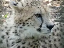 Gepard Arche-Zoo-Braunschweig 06.04.2019 Ist ein relativ kleiner Zoo, aber ein Besuch wert.