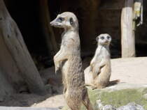 Erdmnnchen - Hannover - Immer alles im Blick - 04.08.2014