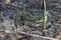 Ein Seefrosch an einem Naturschutzgebiet auf der Ostalb sdstlich von Schwbisch Gmnd 01.05.2024
