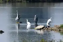 Grau und Silberreiher beim Sonnenbaden an einem Naturschutzgebiet s�d�stlich von Ulm 21.09.2024