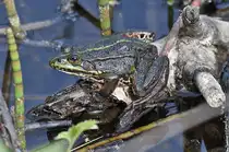 Zwei Seefr�sche an einem Naturschutzgebiet auf der Ostalb s�d�stlich von Schw�bisch Gm�nd 01.05.2024