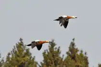 Rostg�nse im �berflug auf der Ostalb 01.05.2024