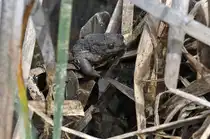 Eine Erdkr�te in einem Naturschutzgebiet auf der Ostalb s�d�stlich von Schw�bisch Gm�nd 01.05.2024