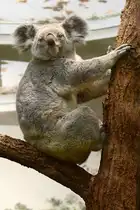 Dieser Koalab�r gibt sich sehr fotogen im  Zoologischen Garten Wilhelma in Stuttgart 17.09.2024