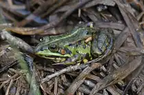 Ein Seefrosch an einem Naturschutzgebiet auf der Ostalb s�d�stlich von Schw�bisch Gm�nd 01.05.2024