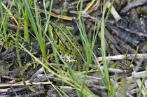 Ein Seefrosch fast perfekt getarnt in einem Naturschutzgebiet auf der Ostalb s�d�stlich von Schw�bisch Gm�nd 01.05.2024