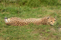 Ein Leopard liegt faul in der Wiese im Zoologischen Garten Wilhelma in Stuttgart 17.09.2024