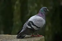 Stra�entaube in der Esslinger Innenstadt am 10.07.2024