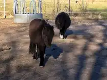Shetland-Ponys auf Weide im Reitgut im M�hlendorf Saalow am 28. M�rz 2025.