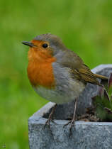 Mitte April 2025 habe ich dieses Rotkehlchen in unserem Garten entdeckt. (Hattingen)