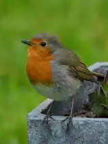 Mitte April 2025 habe ich dieses Rotkehlchen in unserem Garten entdeckt. (Hattingen)