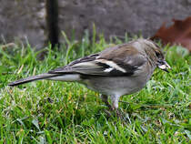 Ein Buchfink auf Nahrungssuche, so gesehen im April 2025 in Hattingen.