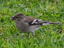 Mitte April 2025 habe ich diesen Buchfinken in unserem Garten entdeckt. (Hattingen)