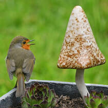 Ein Rotkehlchen scheint sich mit dem Keramikpilz in unserem Garten zu unterhalten. (Hattingen, April 2025)