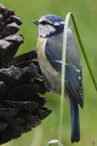 Diese Blaumeise war in unserem Garten zu Gast. (Hattingen, April 2025)