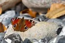 Ein Tagpfauenauge pausiert auf einen Feuerstein. - 16.04.2025
