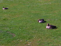 Hamburg am 01. April 2025 pausieren Gnsevgel auf den Rasen in Planten un Blomen im Frhling.