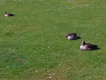 Hamburg am 01. April 2025 pausieren G�nsev�gel auf den Rasen in Planten un Blomen im Fr�hling.