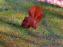 Hamburg am 01. April 2025 Eichhrnchen auf den Rasen in Planten un Blomen im April.