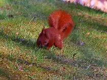 Hamburg am 01. April 2025 Eichh�rnchen auf den Rasen in Planten un Blomen im April.
