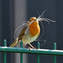 Mitte April 2025 habe ich dieses Rotkehlchen mit Nestbaumaterial in unserem Garten entdeckt. (Hattingen)