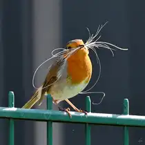 Mitte April 2025 habe ich dieses Rotkehlchen mit Nestbaumaterial in unserem Garten entdeckt. (Hattingen)