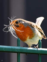 Ein Rotkehlchen sucht Material fr den Nestbau zusammen, so gesehen Mitte April 2025 in Hattingen.