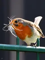 Ein Rotkehlchen sucht Material f�r den Nestbau zusammen, so gesehen Mitte April 2025 in Hattingen.