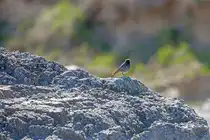 Ein Hausrotschwanz am Strand von Mukran. - 25.04.2025
