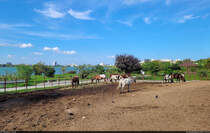 Pferdegehege mit Blick auf den Lacul Tăbăcăriei im Tierpark (Microrezervația) von Constanța (RO).

🕓 20.9.2024 | 15:51 Uhr
